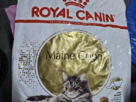 Royal canin Maine coon adult pašaras