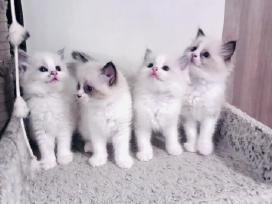 Ragdoll kaciukai