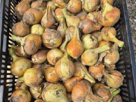 Parduodami svogūnai