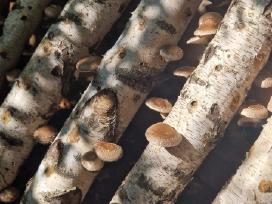 Šitake grybų rąsteliai, shiitake grybai, rąsteliai