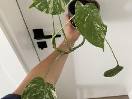 Monstera Variegata