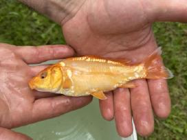 Koi karpiai