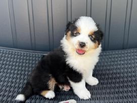 Mini Aussie /Miniatiūrinis amerikos avigan. /Mas