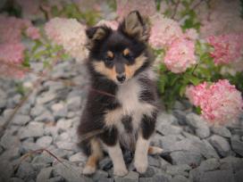 Shetland Sheepdog / Šeltis