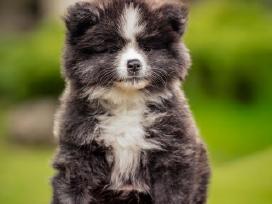 Akita
