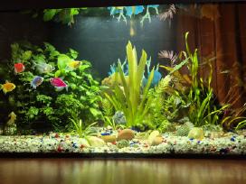 Akvariumas 54 L