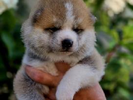 Akita inu vada.