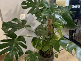 Parduodama Monstera