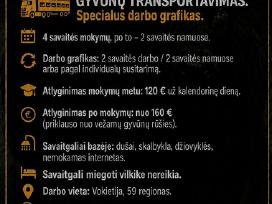 Specialus Pasiulymas