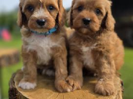 Cavapoo mazyliai