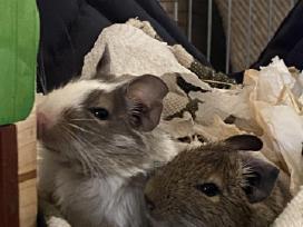 Du jauni degu patinėliai su įranga