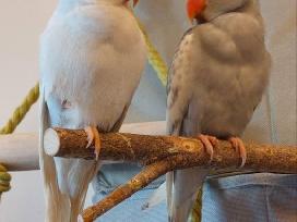 2 попугая крамера