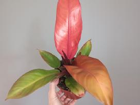 Philodendron Prince of Orange