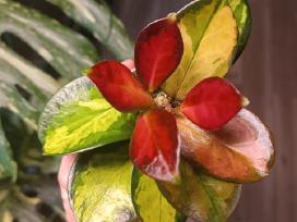 Hoya Australis Tricolor