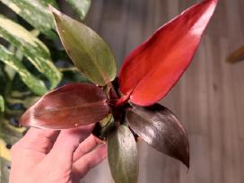 Philodendron Cherry Red