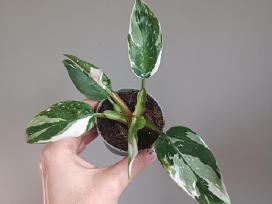 Philodendron White Princess