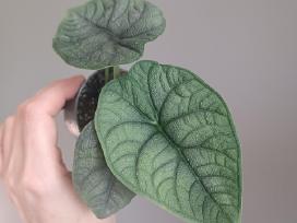 Alocasia Melo