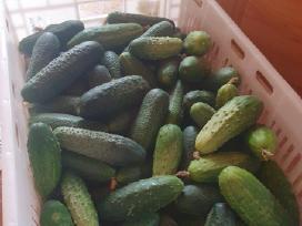 Agurkai 10kg. Už 25eur