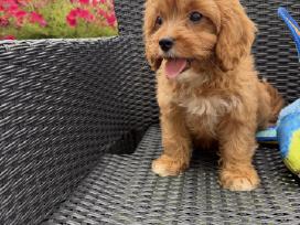 Cavapoo