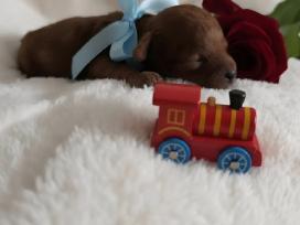 Nuostabaus Grožio Rezervuojami Red Toy Pudeliukai