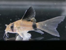 Įv. akvariuminės žuvelės Šiauliuose