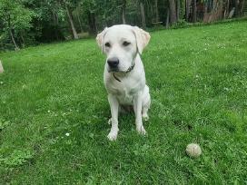 Labradoras