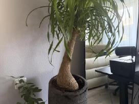 Parduodama kambarine gele ,beucarnea recurvata"