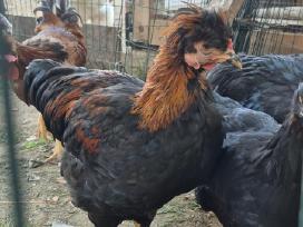 Parduodami gaidžiai