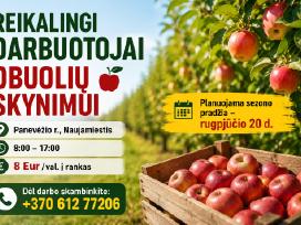 Reikalingi darbuotojai obuolių skynimui