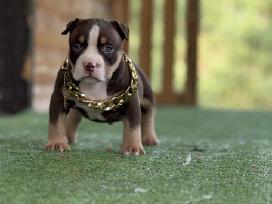 American Bully Pocket
