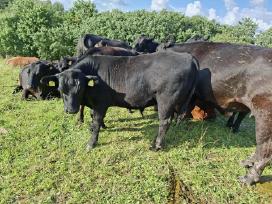 Parduodu grynaveislius Angus jautukus 6 -7 mėn.
