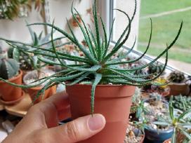 Alavijas - Aloe parvula