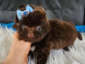 Mini jorkučiai