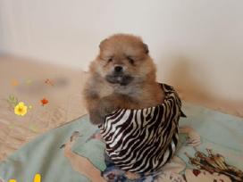 Pomeranijos nykštukinių špicai Boo
