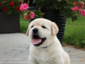 Kilmingi Labradoro retriverių veislės šuniukai