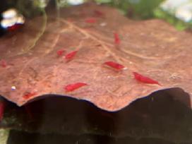 Red Cherry krevetes