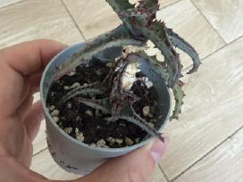Aloe castilloniae
