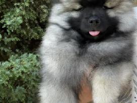Volfšpicai su dokumentais