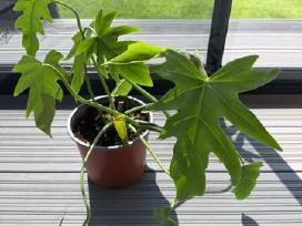 Philodendron elegants