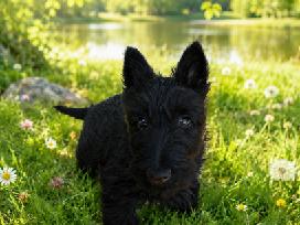 Škotukė