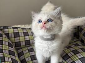 Ragdoll kačiukai (Skudurinukės)