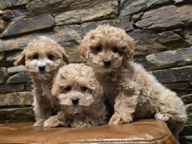 Parduodami Maltipoo šuniukai kalytė ir patinukas