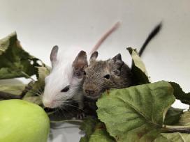 Degu mažyliai