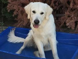 Golden retriever young dog
