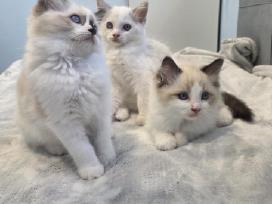 Kilmingi Ragdoll kačiukai