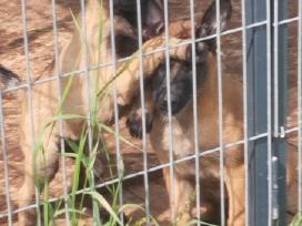 Parduodami belgų malinua šuniukai