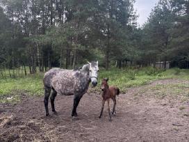 Grynaveisle zemaite su kumelyte