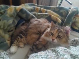 Princesė, 5m.