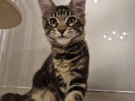 Mainecoon Parduodami kačiukai