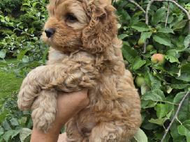 Cockapoo F1 Patinėlis 2 Mėn.